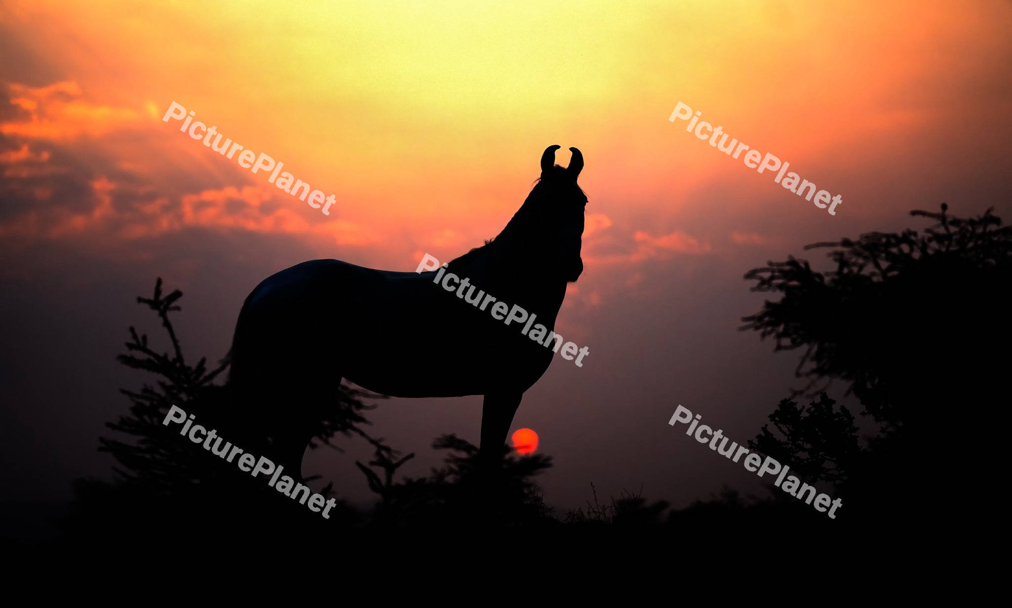 Silhouette of a horse